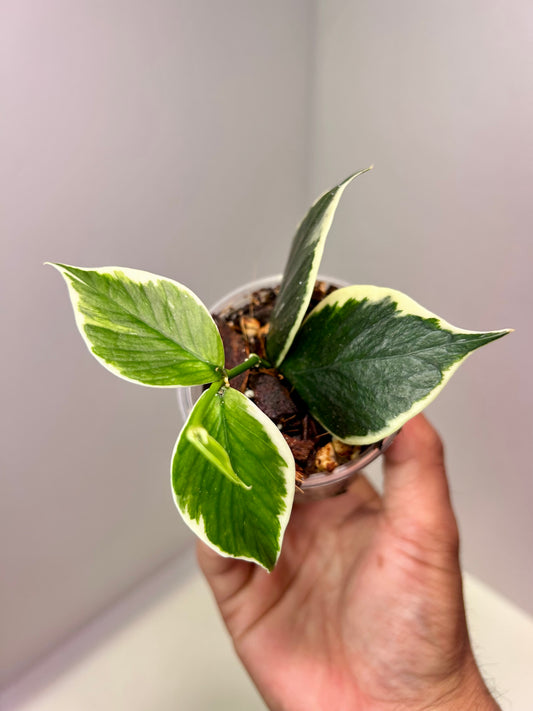 Hoya polyneura albomarginata 2" Pot