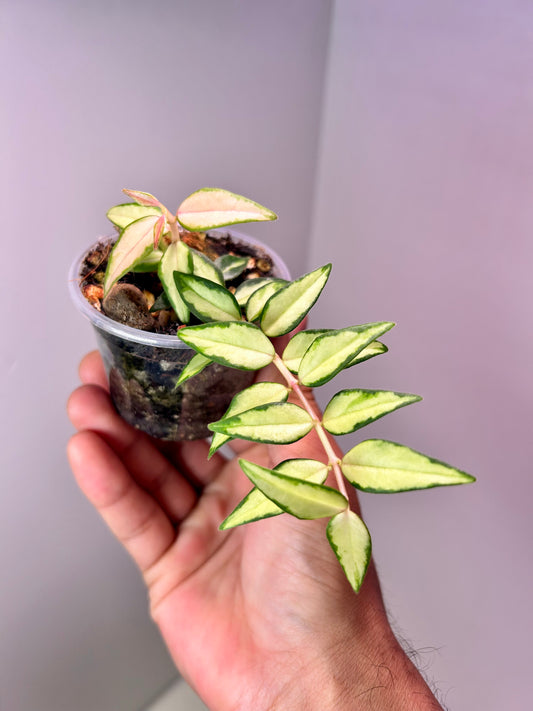 Hoya Bella 'Luis Bois' 2" Pot